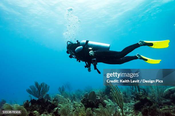 scuba diver at joe's wall dive site, belize barrier reef - sporttauchen stock-fotos und bilder