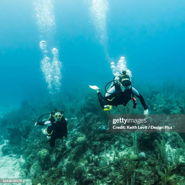 scuba divers at joe's wall dive site, belize barrier reef - girl diving stockfoto's en -beelden