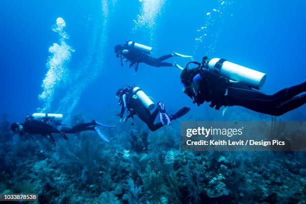 scuba divers at majestic point dive site, belize barrier reef - belize stock-fotos und bilder