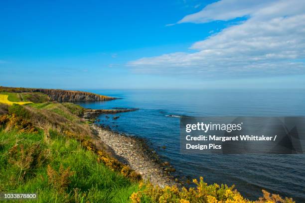 yellow gorse and edge of yellow oilseed rape (canola) field along rocky coastline of northumberland with pointed whin sill rock mirrored by pointed cloud - whin sill stock pictures, royalty-free photos & images