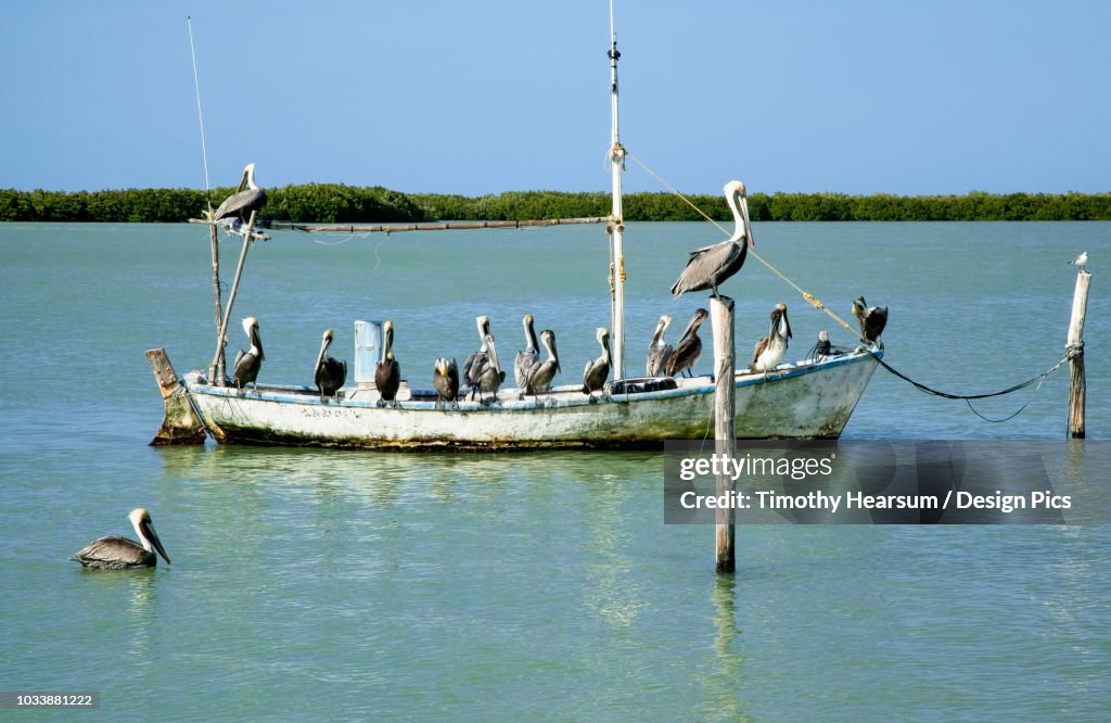 Eighteen Brown pelicans (Pelecanus occidentalis) on and around an old, small fishing boat in winter