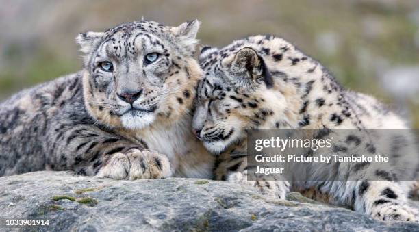 two snow leopard cuddling - snow leopard fotografías e imágenes de stock