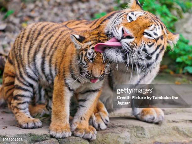 tiger mother licking cub - tigre siberiana foto e immagini stock