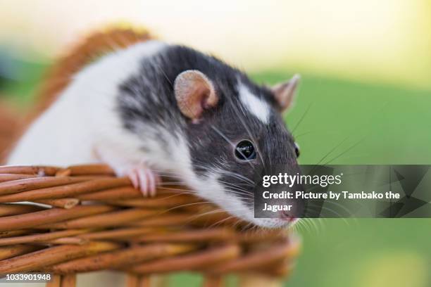 rat on a basket - tame stock pictures, royalty-free photos & images