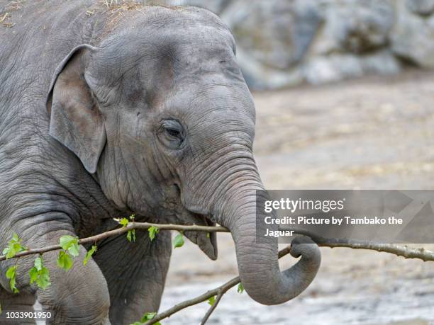 young elephant holding a twig - elefantenrüssel stock-fotos und bilder