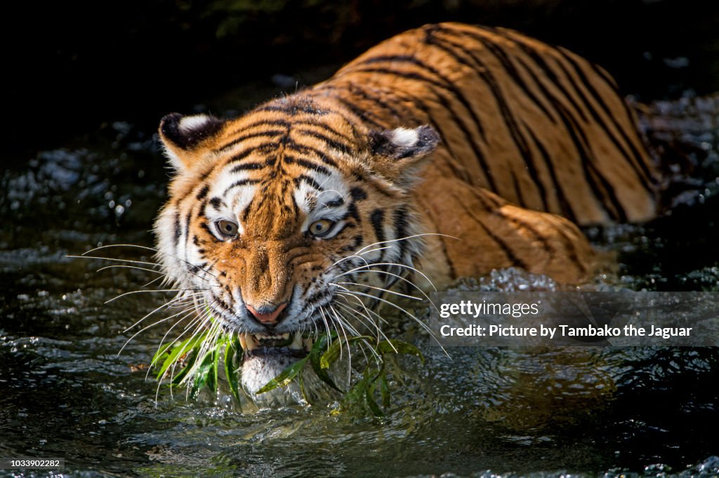 One Tree Tiger Bit Tiger Biting Aquating Plants High-Res Stock Photo - Getty Images