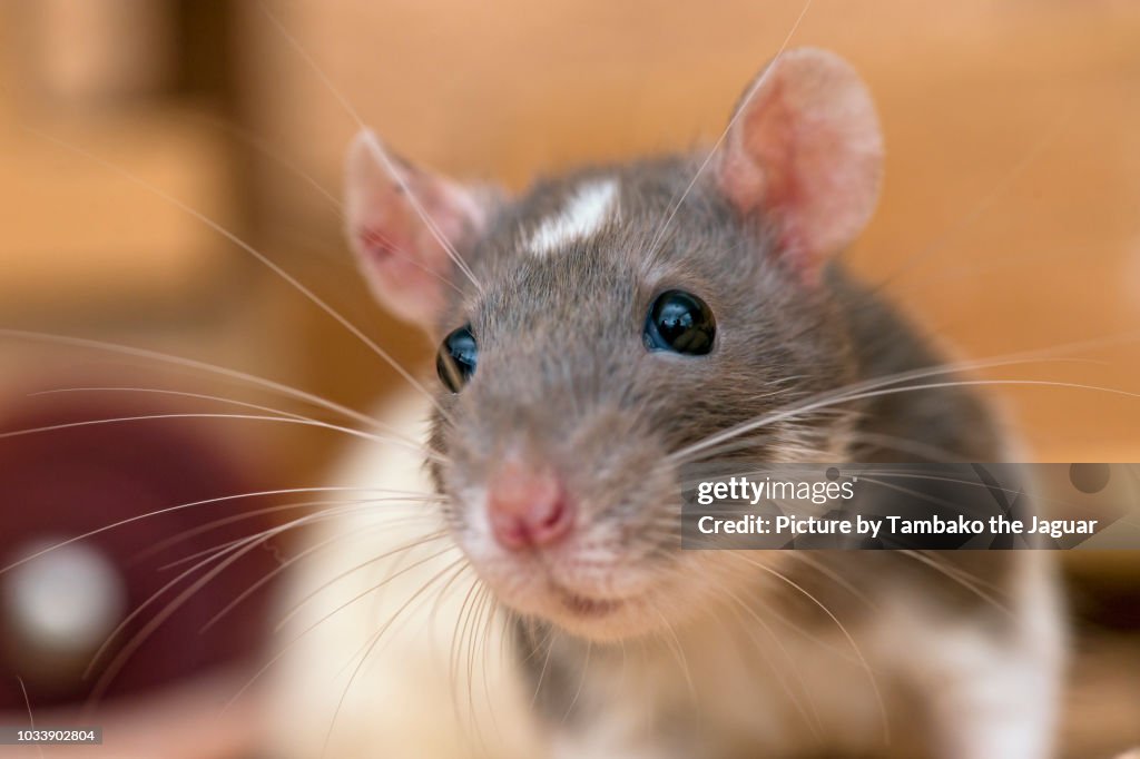 Close-up of a gray and white rat