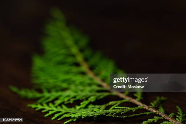 folha de pinheiro sobre uma mesa de madeira - mesa madeira stock pictures, royalty-free photos & images