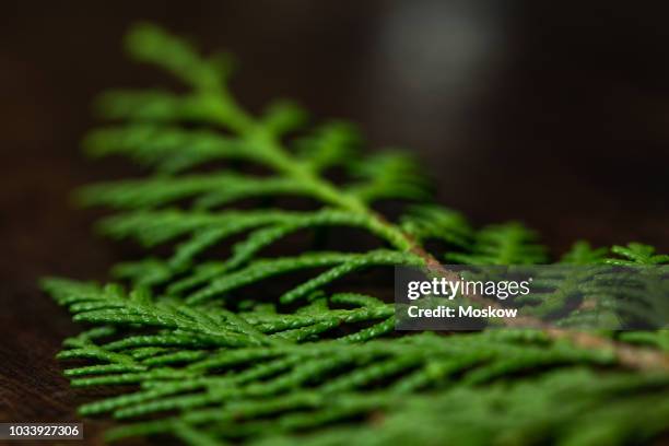 folha de pinheiro sobre uma mesa de madeira - mesa madeira stock pictures, royalty-free photos & images