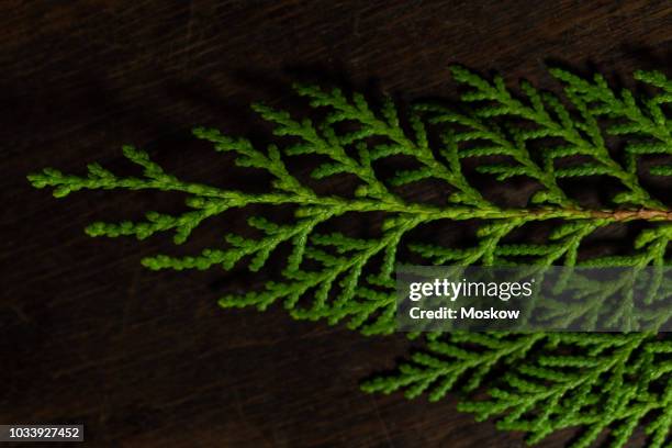 folha de pinheiro sobre uma mesa de madeira - mesa madeira stock pictures, royalty-free photos & images