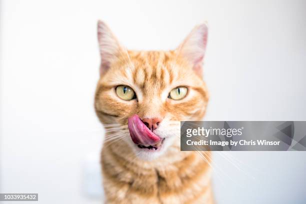 ginger cat licking - animal tongue fotografías e imágenes de stock