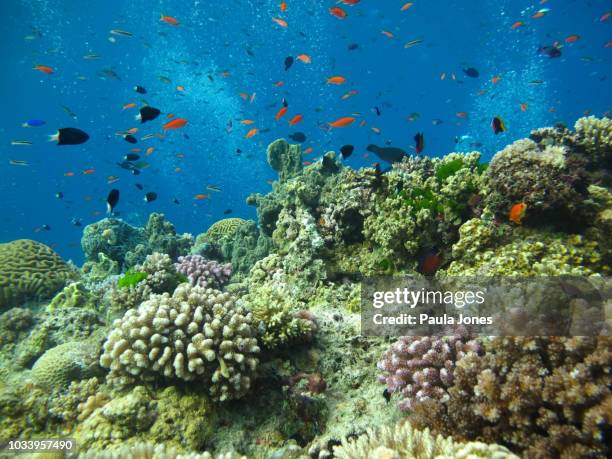 underwater marine life - great barrier reef stock pictures, royalty-free photos & images