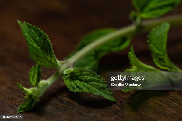 folhas de erva cidreira brasileira - lippia alba - erva cidreira stock-fotos und bilder