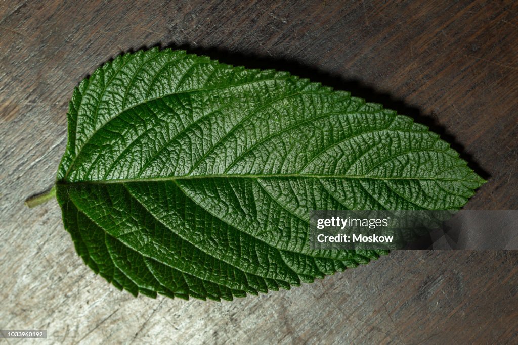 Folhas de erva cidreira brasileira - Lippia Alba