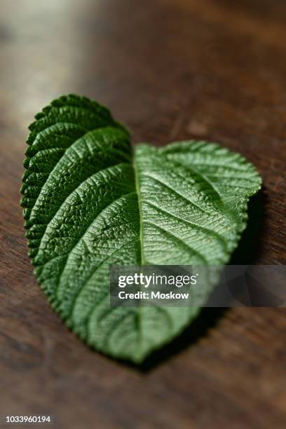 folhas de erva cidreira brasileira - lippia alba - erva cidreira stock-fotos und bilder