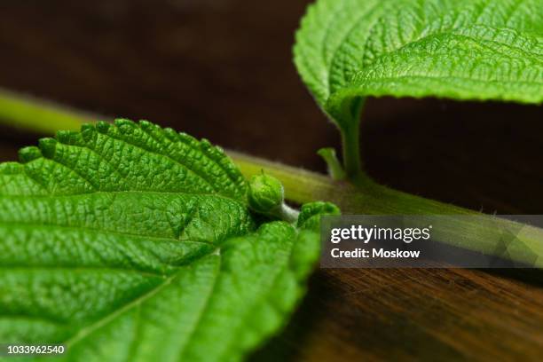 folhas de erva cidreira brasileira - lippia alba - erva stock pictures, royalty-free photos & images