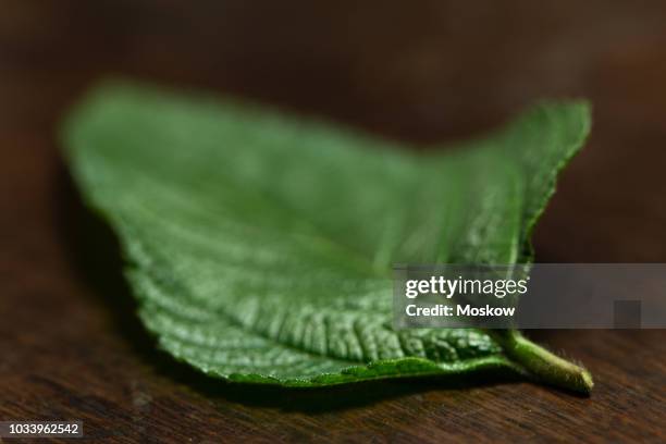 folhas de erva cidreira brasileira - lippia alba - erva stock pictures, royalty-free photos & images