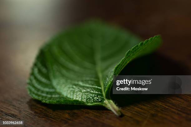 folhas de erva cidreira brasileira - lippia alba - erva stock pictures, royalty-free photos & images