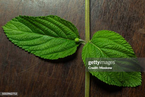 folhas de erva cidreira brasileira - lippia alba - erva cidreira stock-fotos und bilder