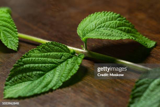 folhas de erva cidreira brasileira - lippia alba - erva stock pictures, royalty-free photos & images