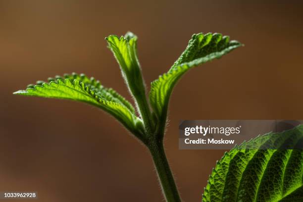 folhas de erva cidreira brasileira - lippia alba - erva cidreira 個照片及圖片檔