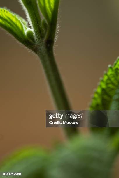 folhas de erva cidreira brasileira - lippia alba - erva stock pictures, royalty-free photos & images