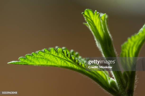 folhas de erva cidreira brasileira - lippia alba - erva stock pictures, royalty-free photos & images