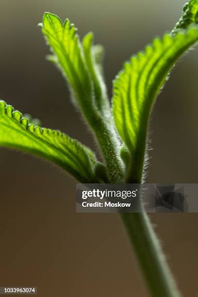 folhas de erva cidreira brasileira - lippia alba - erva stock pictures, royalty-free photos & images