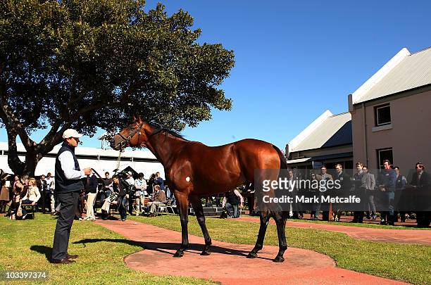 World champion racehorse Big Brown is paraded at the Inglis Stables on August 16, 2010 in Sydney, Australia. The American horse has earned four group...