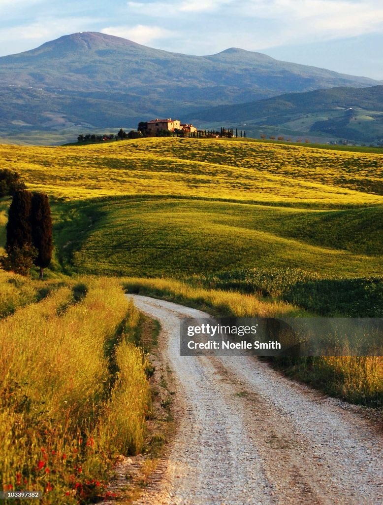 Road and Cupressus trees 