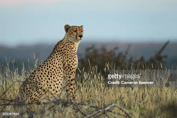 Cheetah looks out over plains at the Mashatu game reserve on July 24, 2010 in Mashatu game reserve, Botswana. Mashatu is a 46,000 hectare reserve...