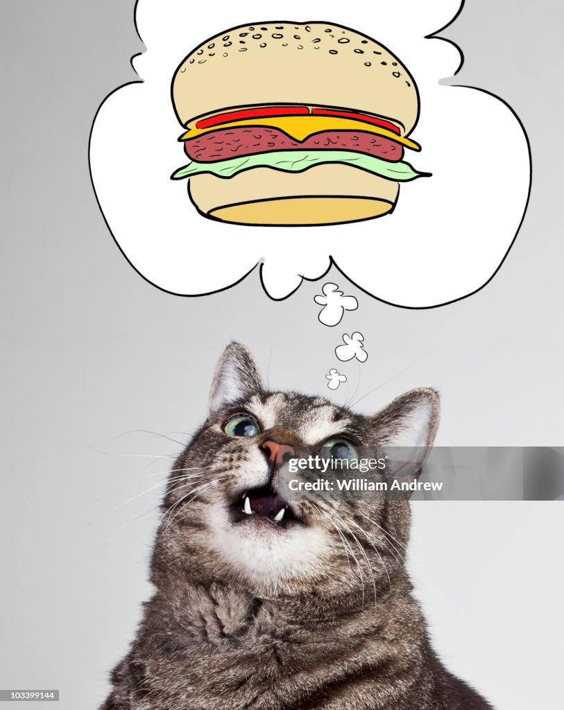 Cat dreaming of cheeseburger