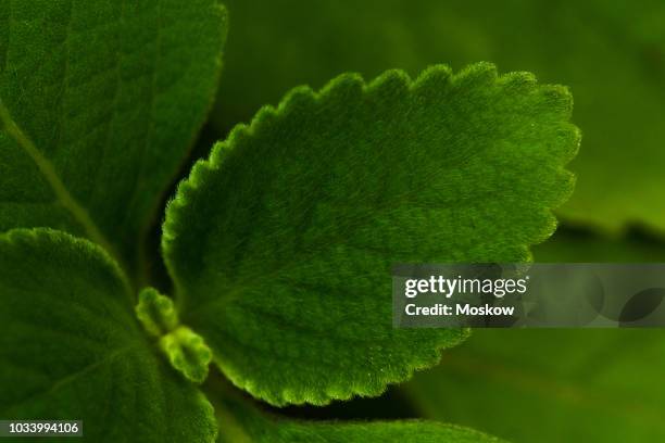 detalhes de folhas de erva boldo - erva stock pictures, royalty-free photos & images