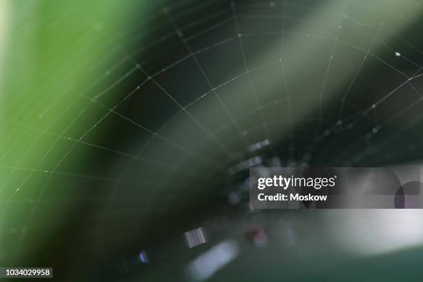aranha-de-prata (argiope argentata) - argiope argentata stock pictures, royalty-free photos & images