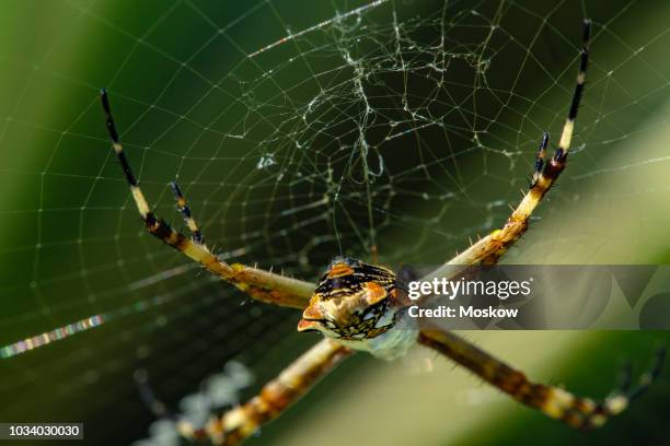 aranha-de-prata (argiope argentata) - argiope argentata stock pictures, royalty-free photos & images