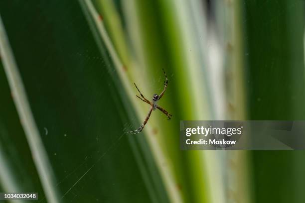 aranha-de-prata (argiope argentata) - argiope argentata stock pictures, royalty-free photos & images
