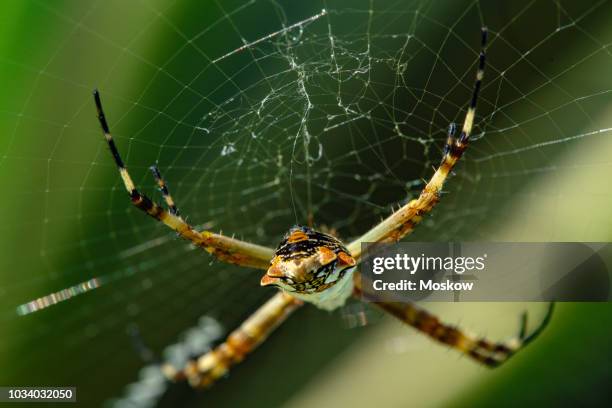 aranha-de-prata (argiope argentata) - argiope argentata stock pictures, royalty-free photos & images