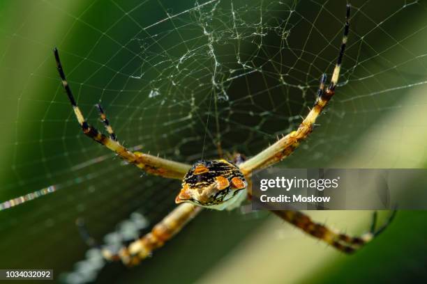 aranha-de-prata (argiope argentata) - argiope argentata stock pictures, royalty-free photos & images