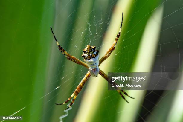 aranha-de-prata (argiope argentata) - argiope argentata stock pictures, royalty-free photos & images