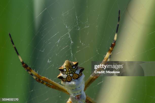 aranha-de-prata (argiope argentata) - argiope argentata stock pictures, royalty-free photos & images