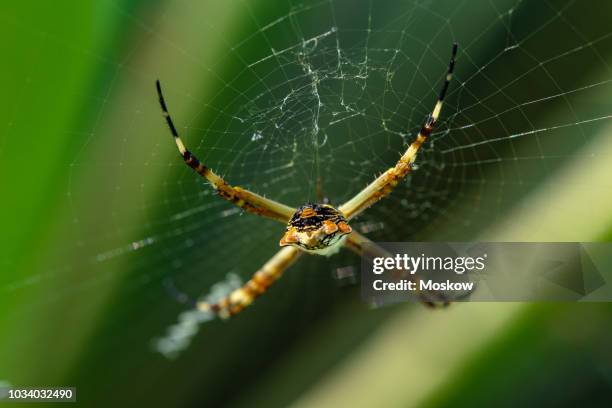 aranha-de-prata (argiope argentata) - argiope argentata stock pictures, royalty-free photos & images