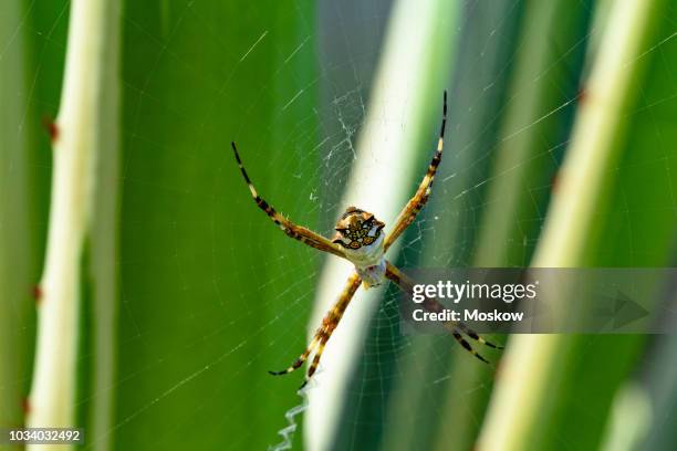 aranha-de-prata (argiope argentata) - argiope argentata stock pictures, royalty-free photos & images