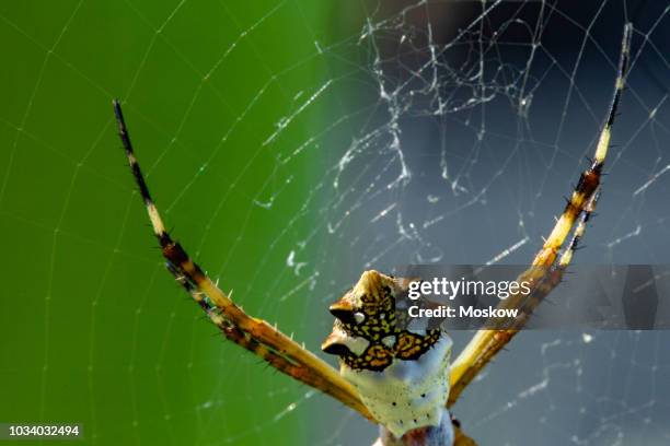 aranha-de-prata (argiope argentata) - argiope argentata stock pictures, royalty-free photos & images
