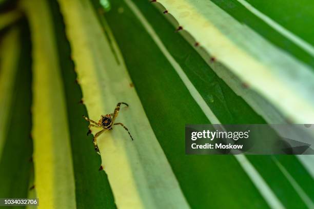 aranha-de-prata (argiope argentata) - argiope argentata stock pictures, royalty-free photos & images