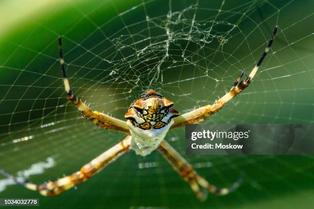 aranha-de-prata (argiope argentata) - argiope argentata stock pictures, royalty-free photos & images