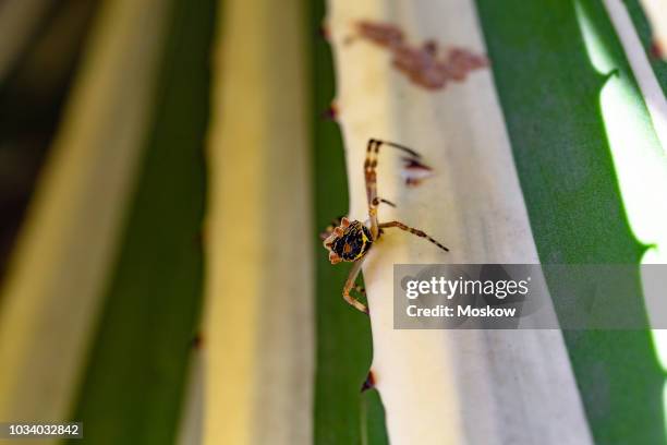 aranha-de-prata (argiope argentata) - argiope argentata stock pictures, royalty-free photos & images