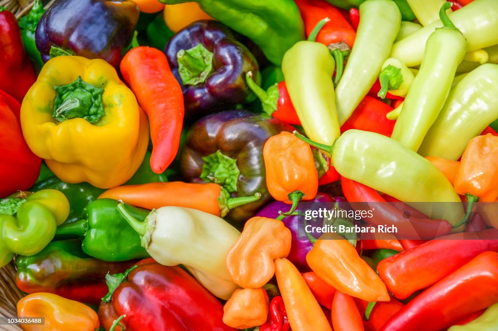 Close up of fresh picked colorful assortment of peppers from the garden