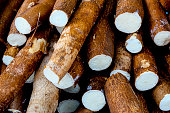 Cassava, also called manioc, yuca, balinghoy, mogo, mandioca, kamoteng kahoy, tapioca and manioc root, a woody shrub of the Euphorbiaceae family native to South America