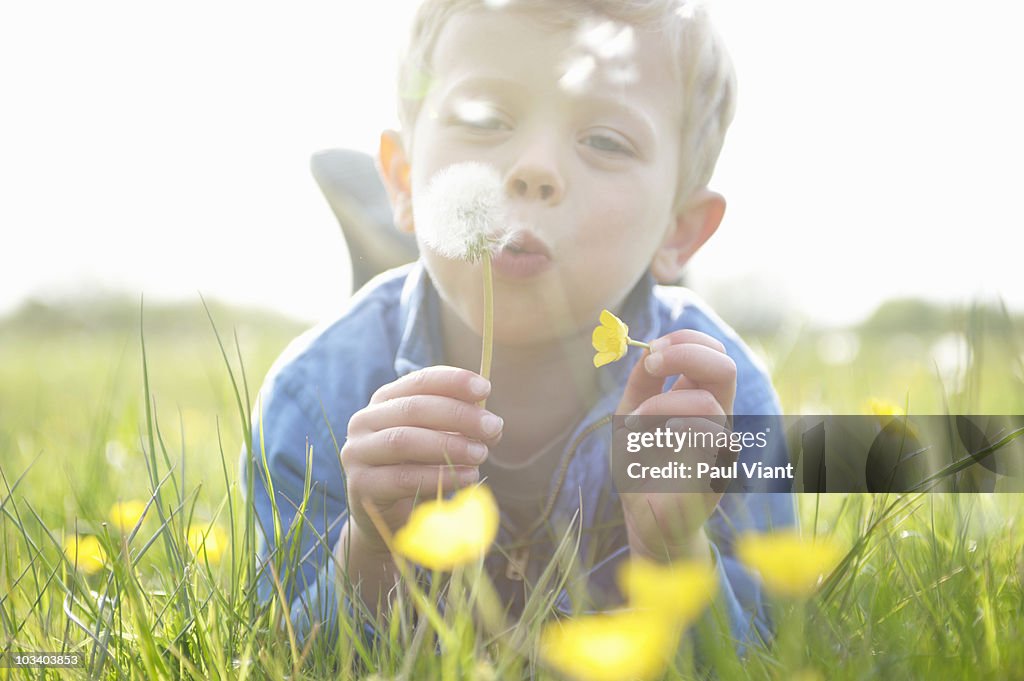 Boy [4-5] blowing dandelion