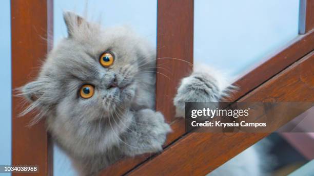 blue persian kitten playing - persian stock-fotos und bilder